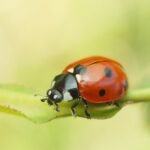 macrophotography of beetle in nature