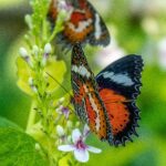 A selective focus shot of a beautiful butterfly sitting on a branch with small flowers with a blurred background